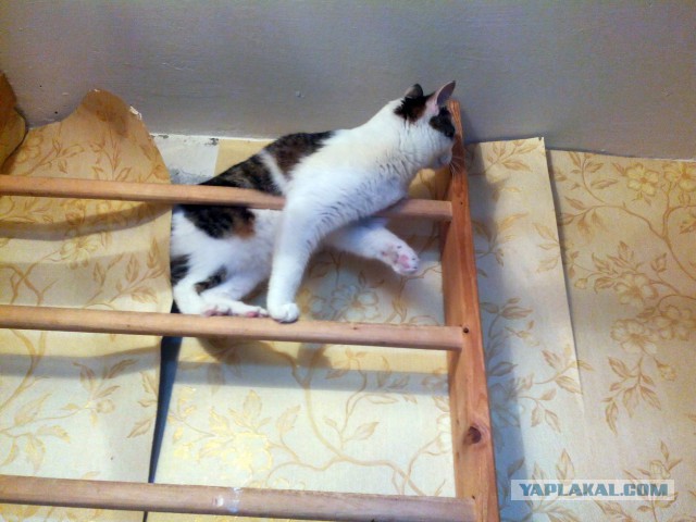 Котовторник 04.03.2014