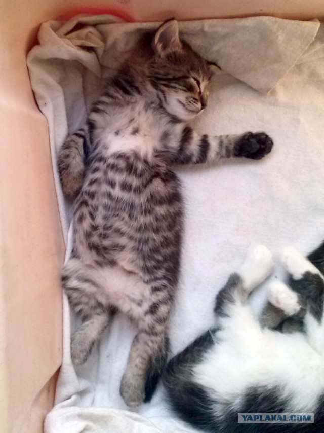 Котовторник   15.04.2014