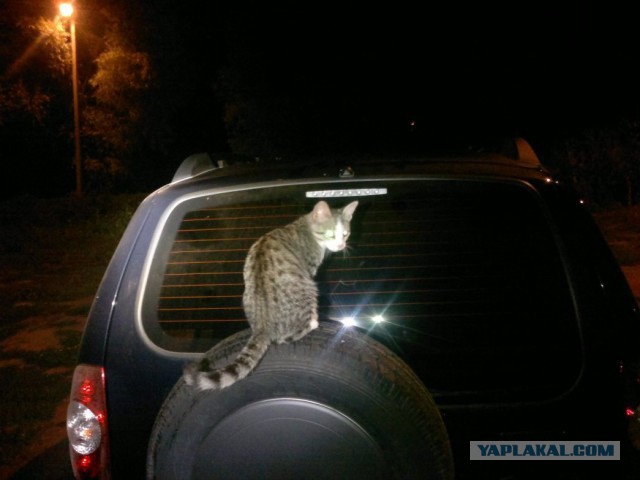 Котовторник 21.10.2014