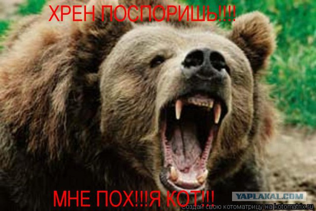 Новый "мем" в инете: Кролик-чехол