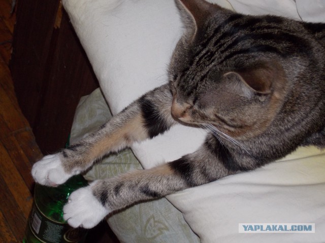 Котовторник 16.06.2015., Котовторник наступил!