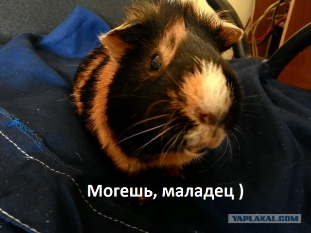 Решение квартирного вопроса морской свинки