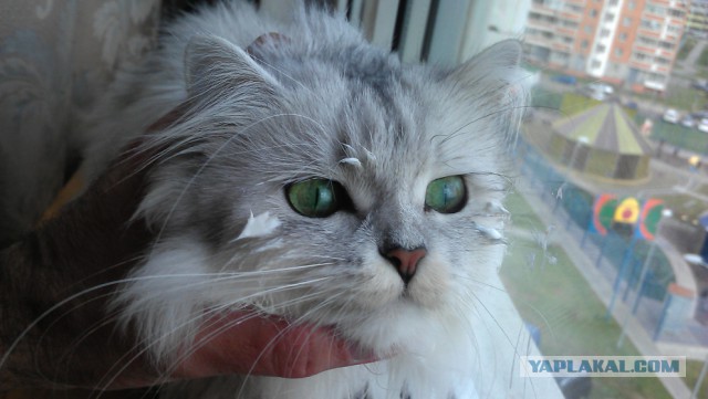 Пост невероятной кошачьей красоты. 25 фот.