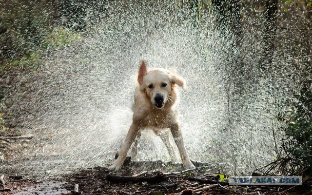 Собакочетверг