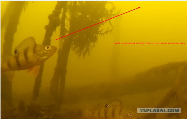 Окунь. Подледная съемка