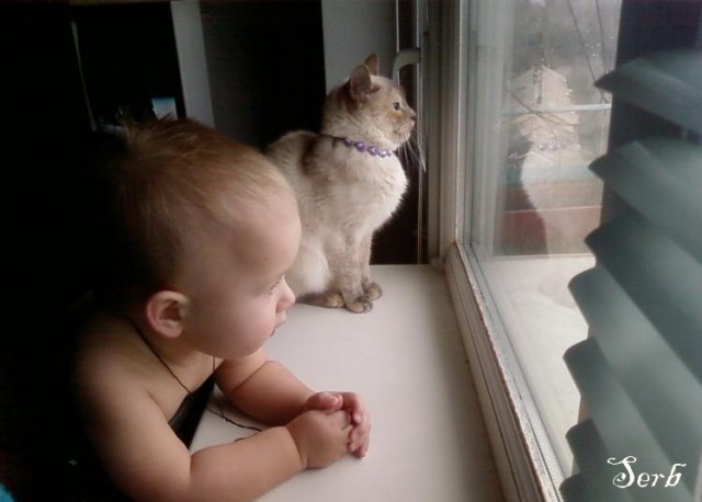 Дети и коты