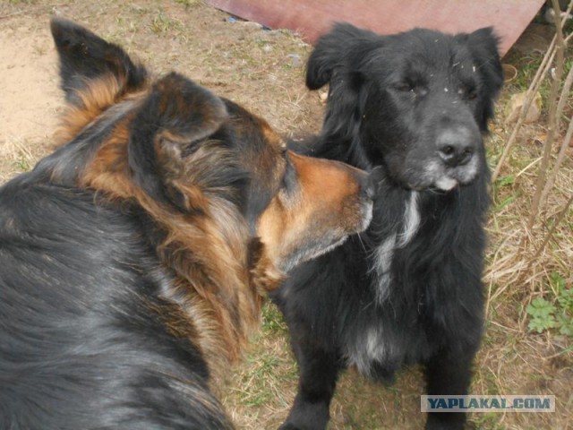 Жизнь домашнего приюта для котеек 108