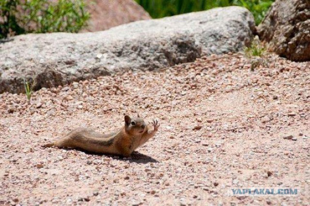 Интересные и веселые картинки