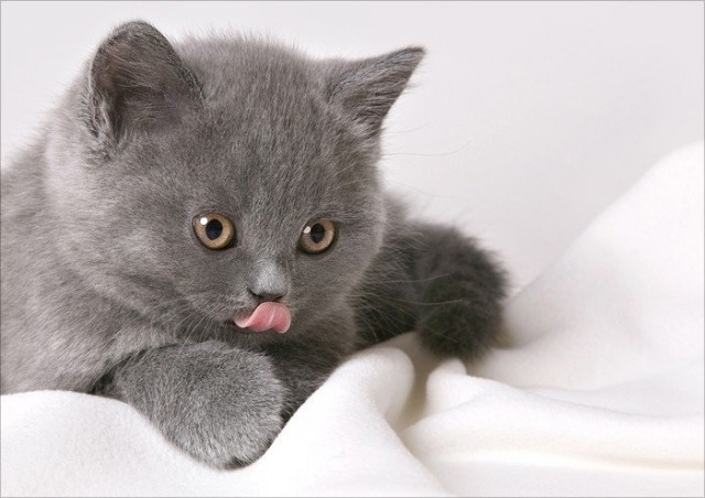 Коты, кошки, котята