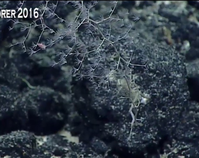 Началась онлайн-трансляция происходящего в самом глубоком месте Земли