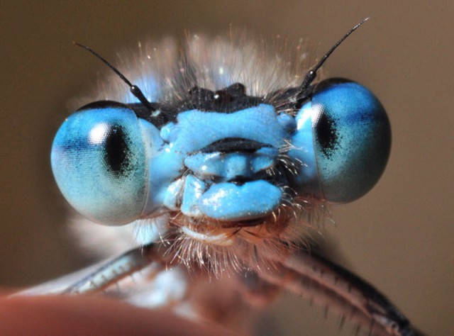 Этот ВЗГЛЯД!