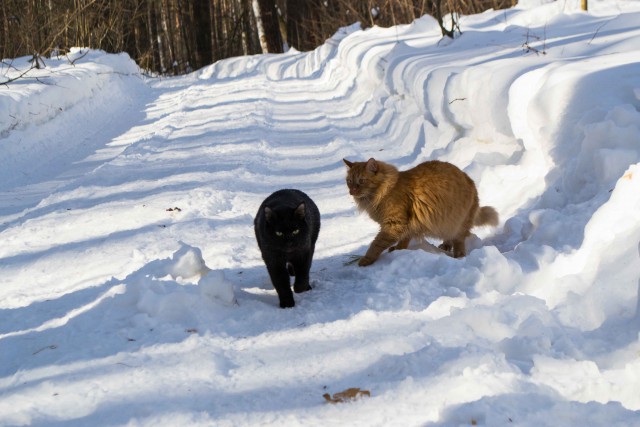 Домашние коты на природе