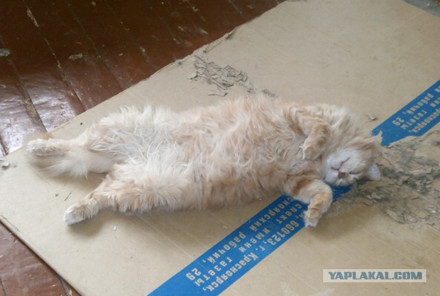 Коротко о сегодняшней погоде