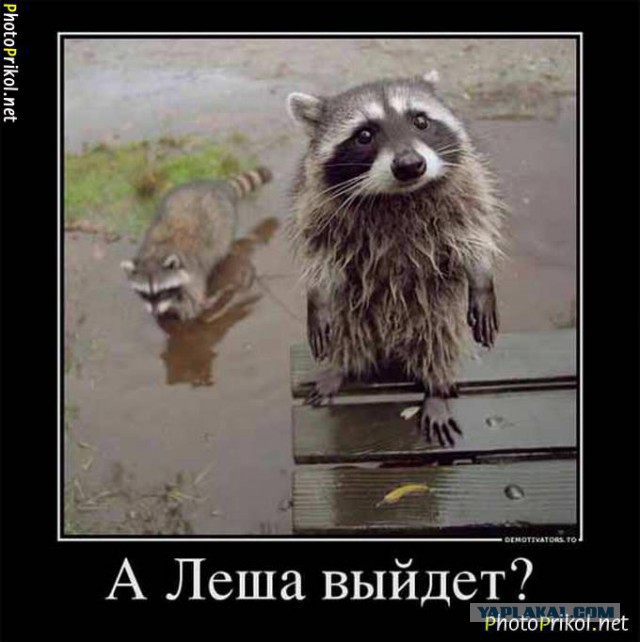 Животные, которых тоже чертовски удивляет этот мир