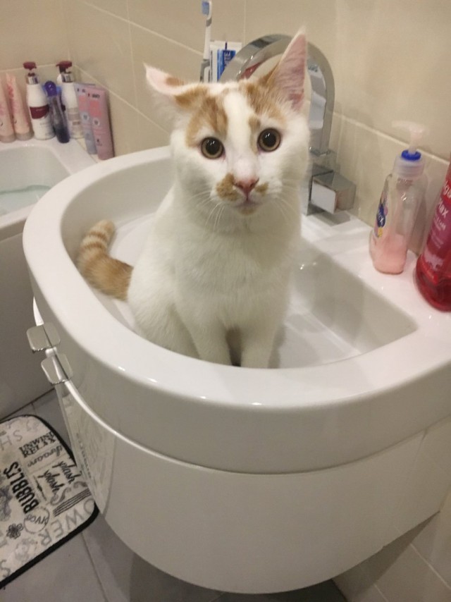 Коты из сети