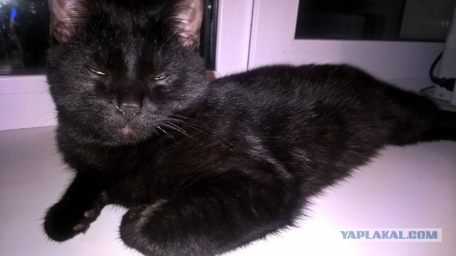 Котовторник 14.03.2017