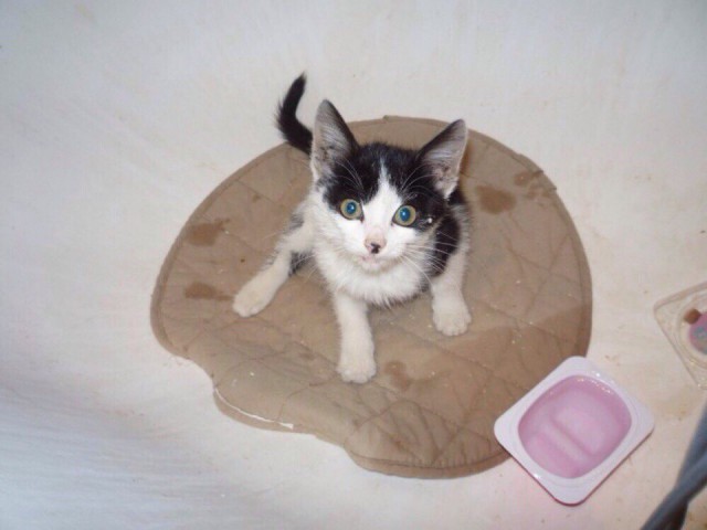 Коты и Кошки