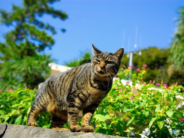Коты и Кошки