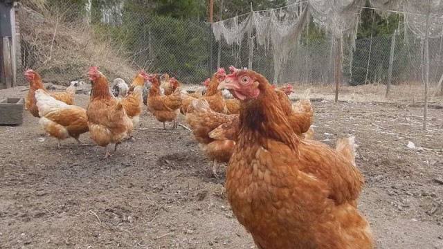 Живность из сети