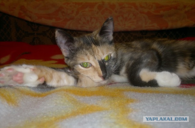 Котовторник  14.11.2017