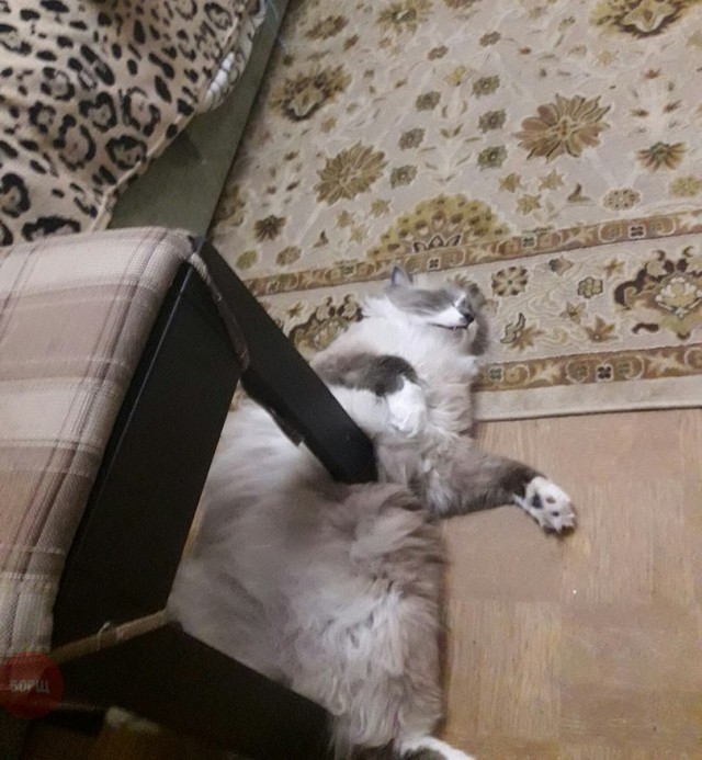 Коты и Кошки