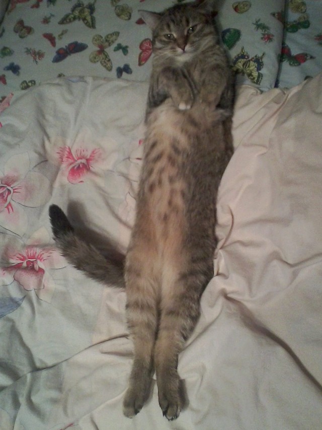 Коты и Кошки