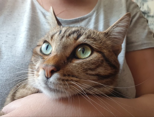 Котовторник 29.5.18