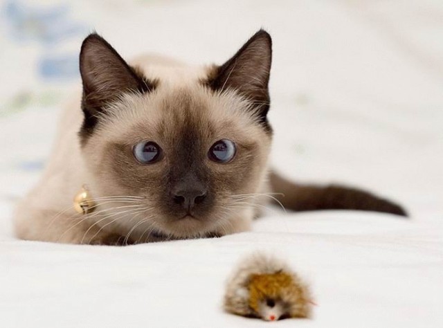 Прикольные коты на среду! ОЧЕНЬ МНОГО! Часть 2