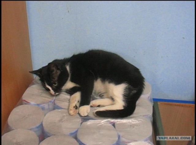 Котейка