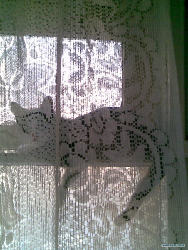 Котовторник 1.02.2011