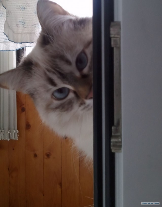 Сегодня котовторник, а котиков все нет