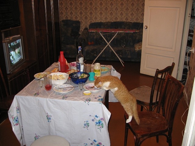 Котовторник