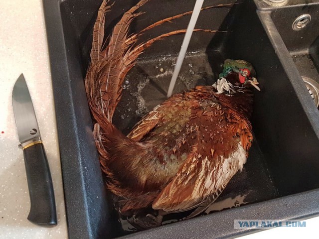 Плов с курицей