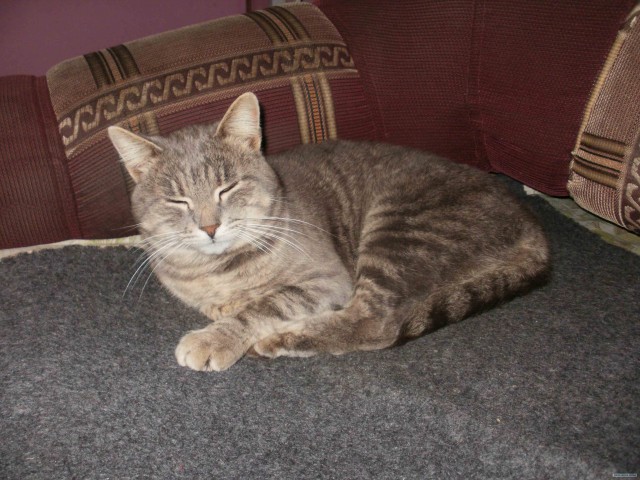 Котовторник! 11.10.11