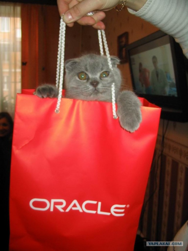 Котовторник!