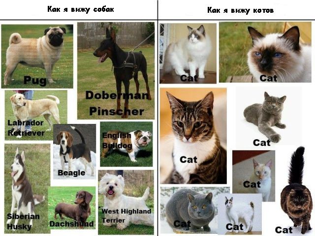 Коты и собаки