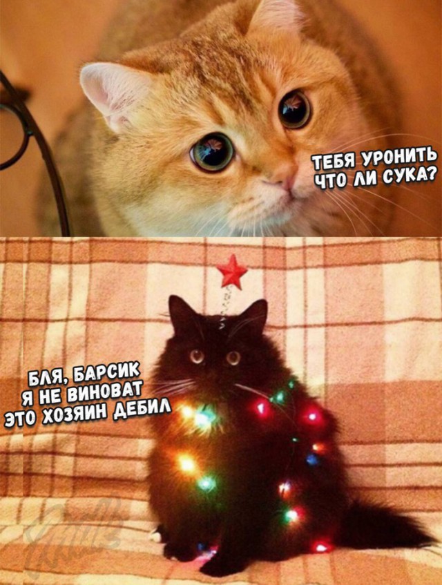 Немного милоты