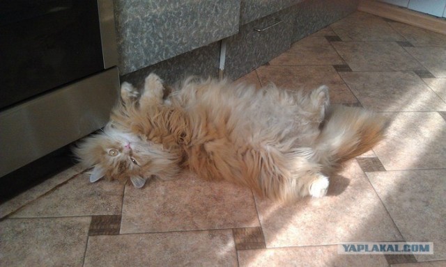 Котовторник 27.03.2012
