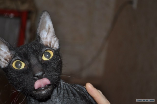 Котовторник 24.04.2012