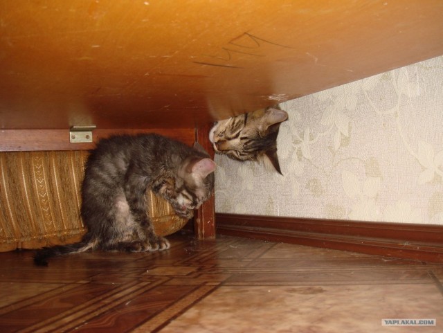 Котовторник  19.06.2012