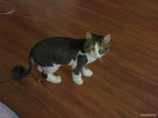 Котонянька и котовторник