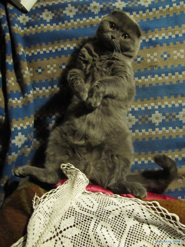 Котовторник ( 23.10. 2012. )