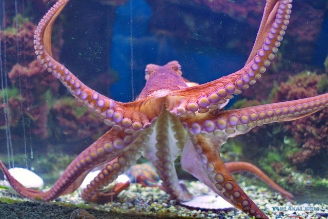 Московский зоопарк