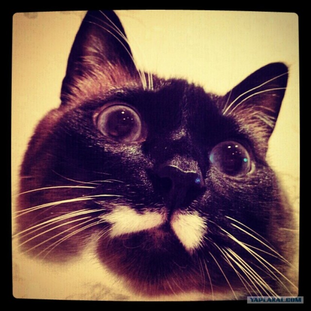 Котовторник 29.01.2013