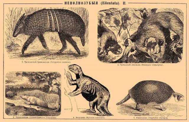 Армадилло в кармане