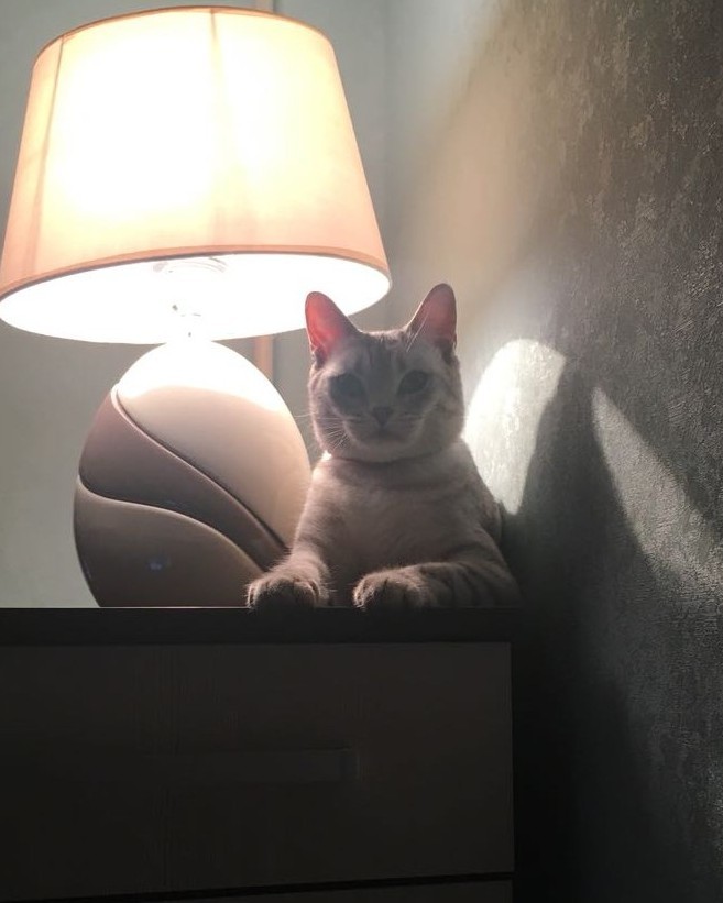 Вот мой кот с лампой
