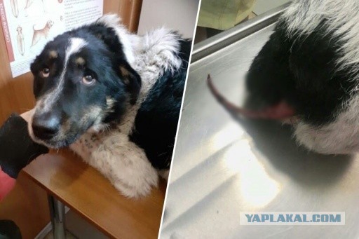 Покалеченная живодерами собака сама вышла к спасителям