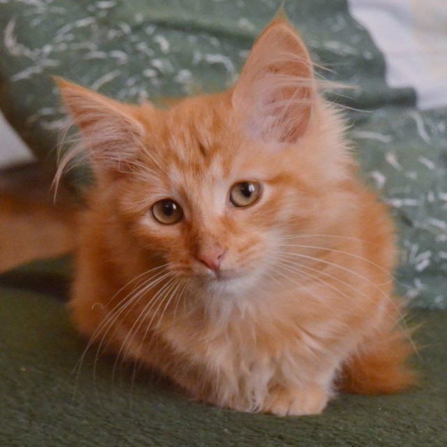 Коты из сети