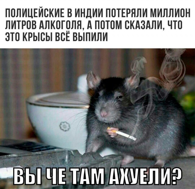Мыши съели 2700 вагонов зерна из госрезерва Украины