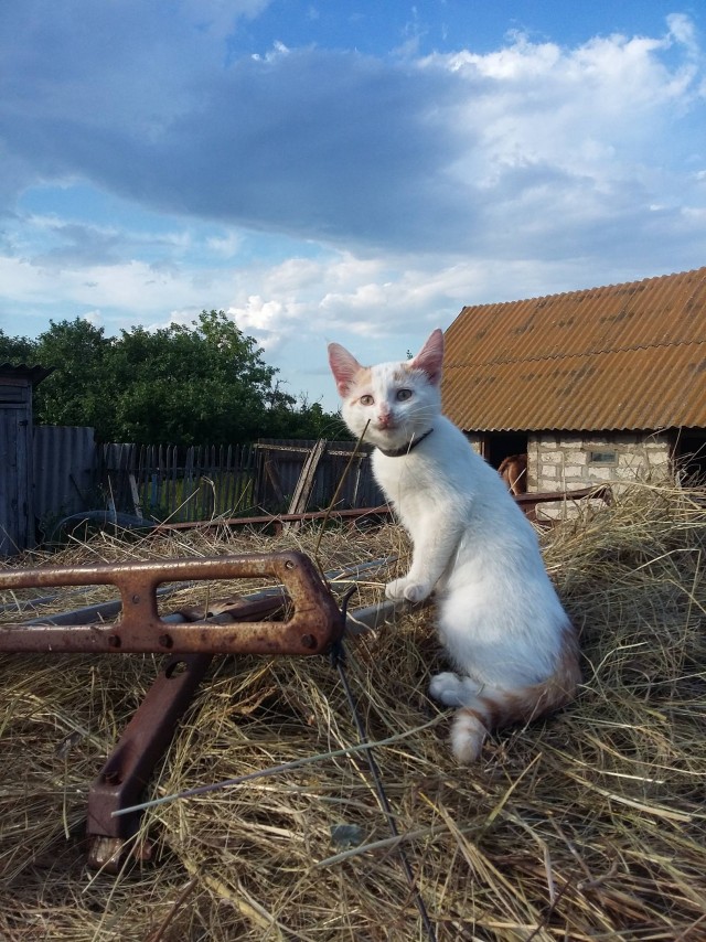Забавные животные